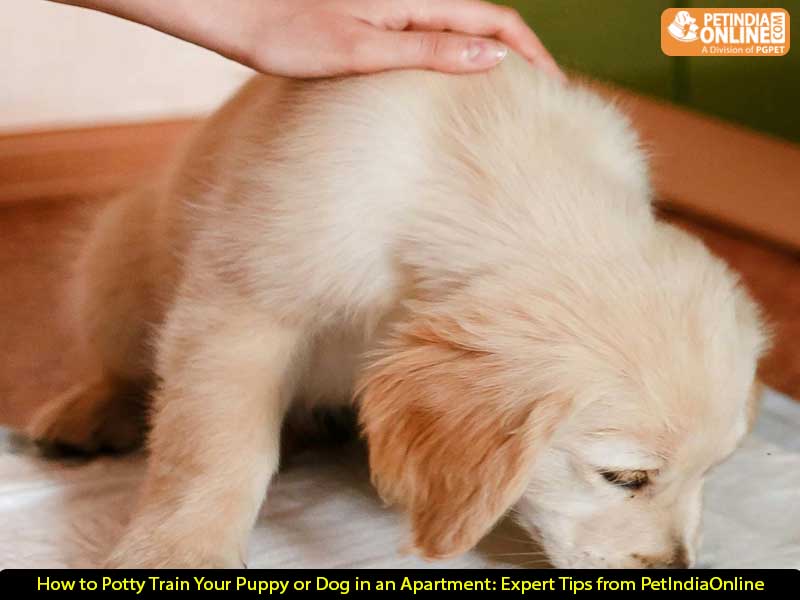 How to Potty Train Your Puppy or Dog in an Apartment: Expert Tips from PetIndiaOnline
