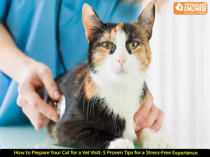 How to Prepare Your Cat for a Vet Visit: 5 Proven Tips for a Stress-Free Experience