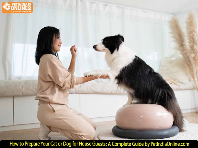 How to Prepare Your Cat or Dog for House Guests: A Complete Guide by PetIndiaOnline.com