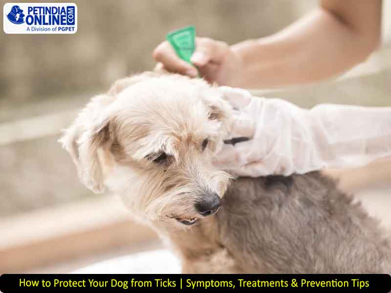 How to Protect Your Dog from Ticks | Symptoms, Treatments & Prevention Tips