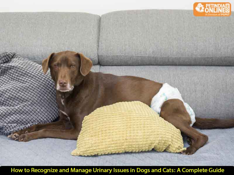 How to Recognize and Manage Urinary Issues in Dogs and Cats: A Complete Guide