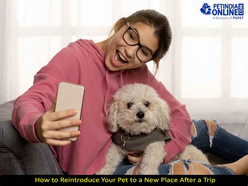 How to Reintroduce Your Pet to a New Place After a Trip