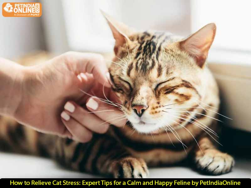 How to Relieve Cat Stress: Expert Tips for a Calm and Happy Feline by PetIndiaOnline