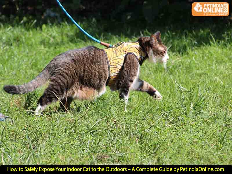 How to Safely Expose Your Indoor Cat to the Outdoors – A Complete Guide by PetIndiaOnline.com