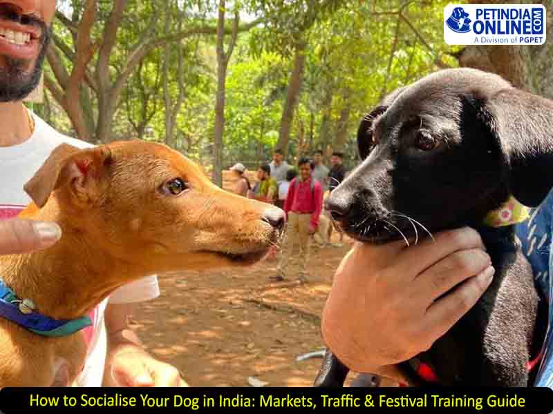 How to Socialise Your Dog in India: Markets, Traffic & Festival Training Guide