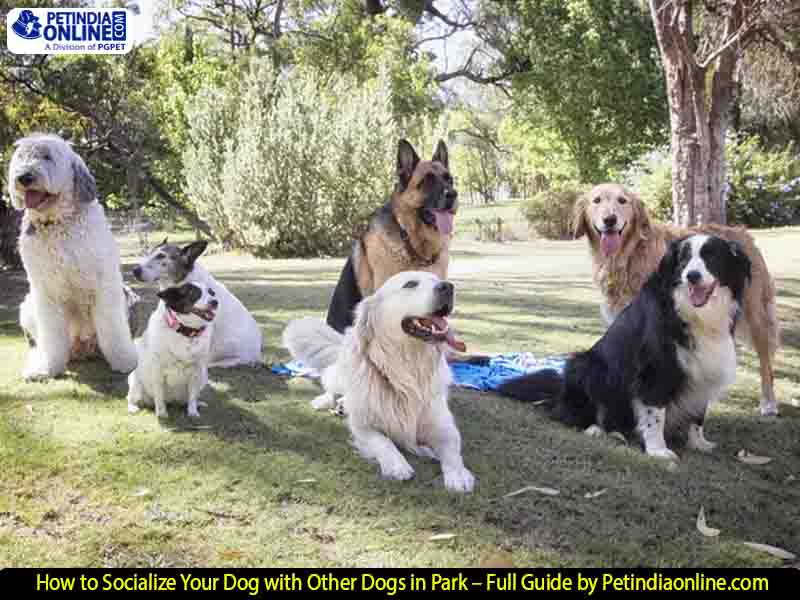How to Socialize Your Dog with Other Dogs in Park – Full Guide by Petindiaonline.com