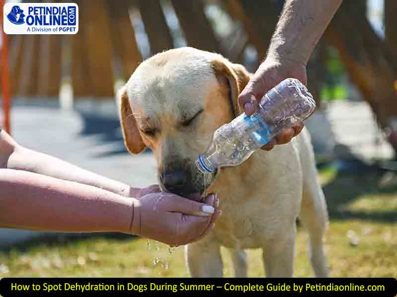 How to Spot Dehydration in Dogs During Summer – Complete Guide by Petindiaonline.com