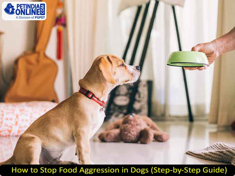 How to Stop Food Aggression in Dogs (Step-by-Step Guide)