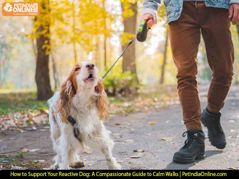 How to Support Your Reactive Dog: A Compassionate Guide to Calm Walks | PetIndiaOnline.com