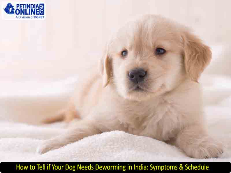 How to Tell if Your Dog Needs Deworming in India: Symptoms & Schedule