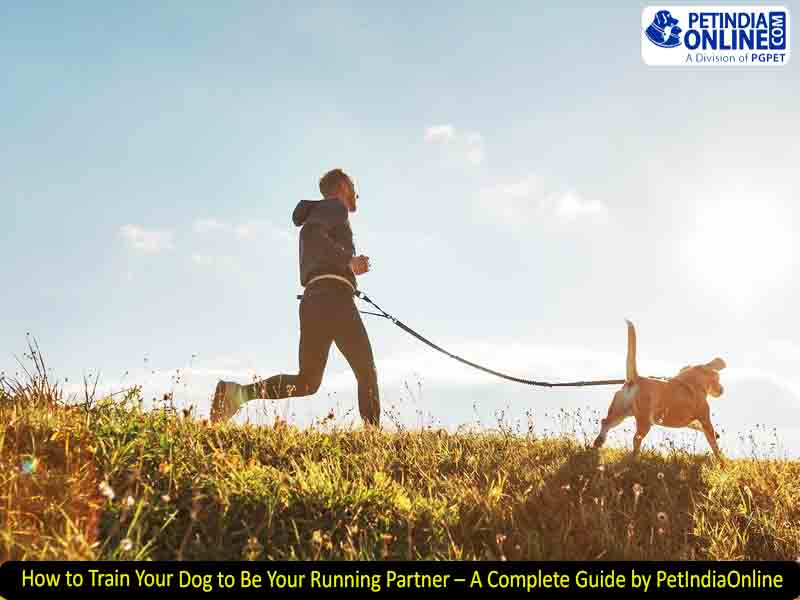 How to Train Your Dog to Be Your Running Partner – A Complete Guide by PetIndiaOnline