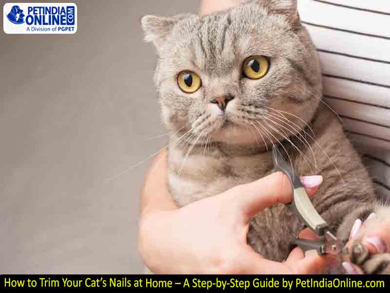 How to Trim Your Cat’s Nails at Home – A Step-by-Step Guide by PetIndiaOnline.com