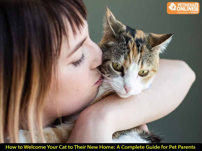 How to Welcome Your Cat to Their New Home: A Complete Guide for Pet Parents