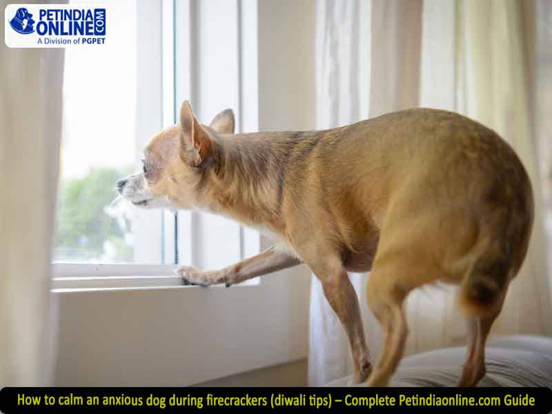 How to calm an anxious dog during firecrackers (diwali tips) – Complete Petindiaonline.com Guide