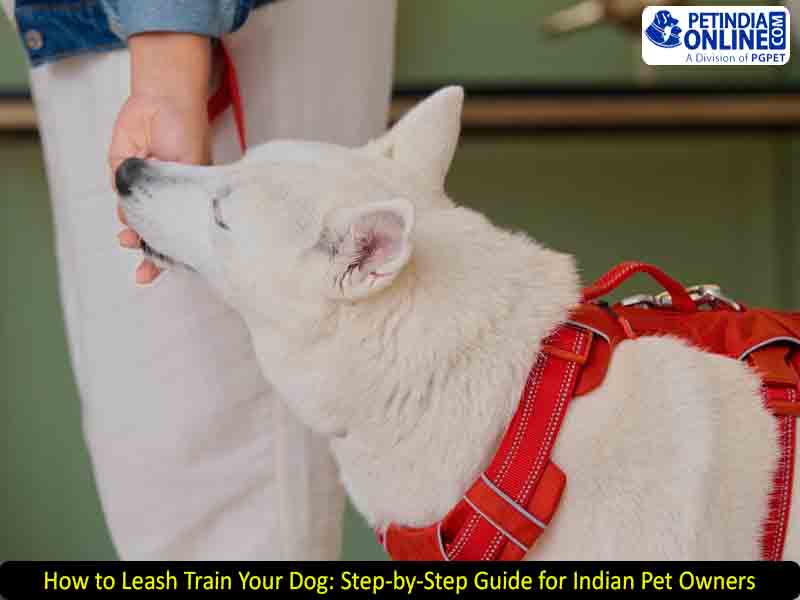 How to Leash Train Your Dog: Step-by-Step Guide for Indian Pet Owners