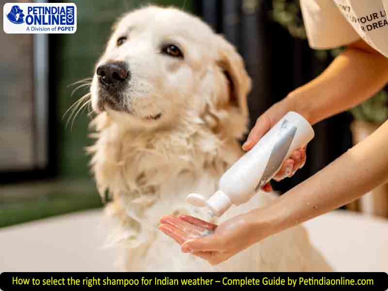 How to select the right shampoo for Indian weather – Complete Guide by Petindiaonline.com