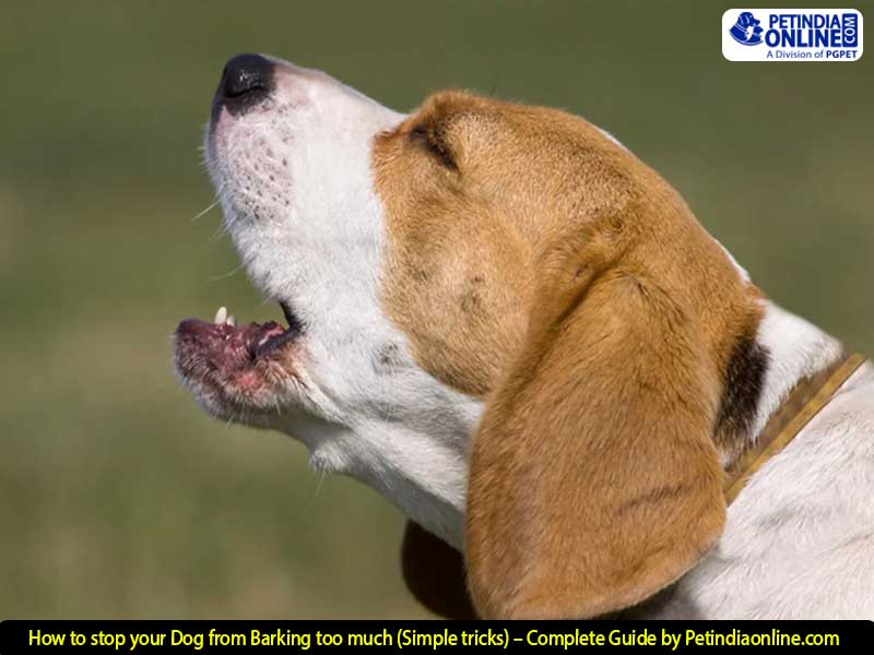 How to stop your Dog from Barking too much (Simple tricks) – Complete Guide by Petindiaonline.com