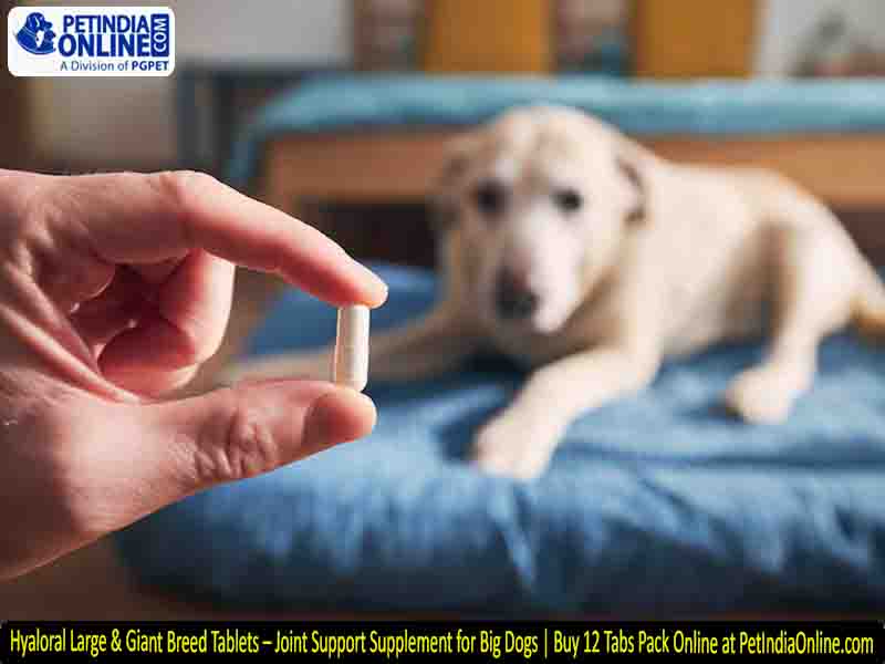 Hyaloral Large & Giant Breed Tablets – Joint Support Supplement for Big Dogs | Buy 12 Tabs Pack Online at PetIndiaOnline.com