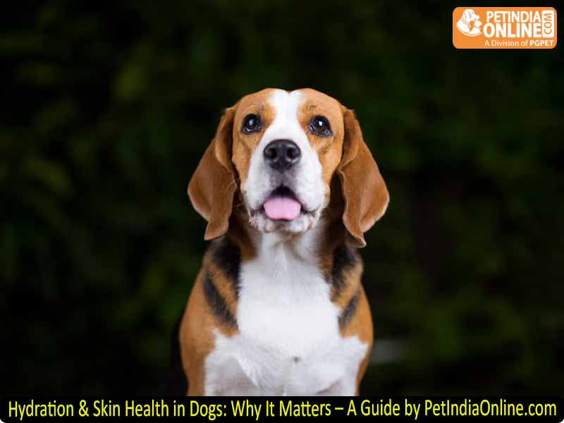Hydration & Skin Health in Dogs: Why It Matters – A Guide by PetIndiaOnline.com