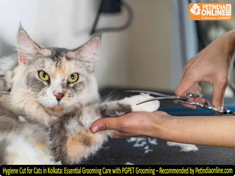 Hygiene Cut for Cats in Kolkata: Essential Grooming Care with PGPET Grooming – Recommended by Petindiaonline.com