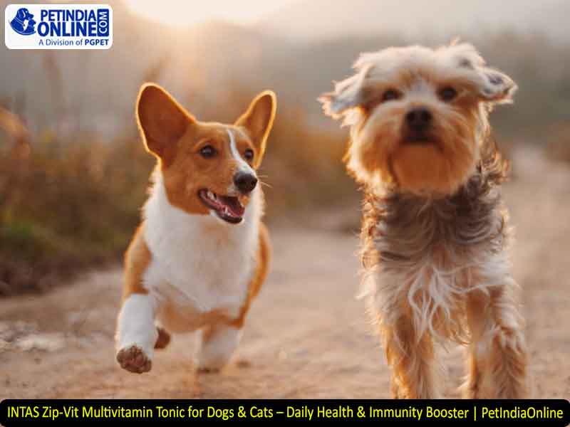 INTAS Zip-Vit Multivitamin Tonic for Dogs & Cats – Daily Health & Immunity Booster | PetIndiaOnline