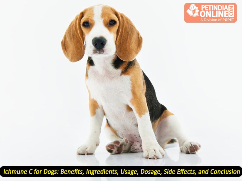 Ichmune C for Dogs: Benefits, Ingredients, Usage, Dosage, Side Effects, and Conclusion