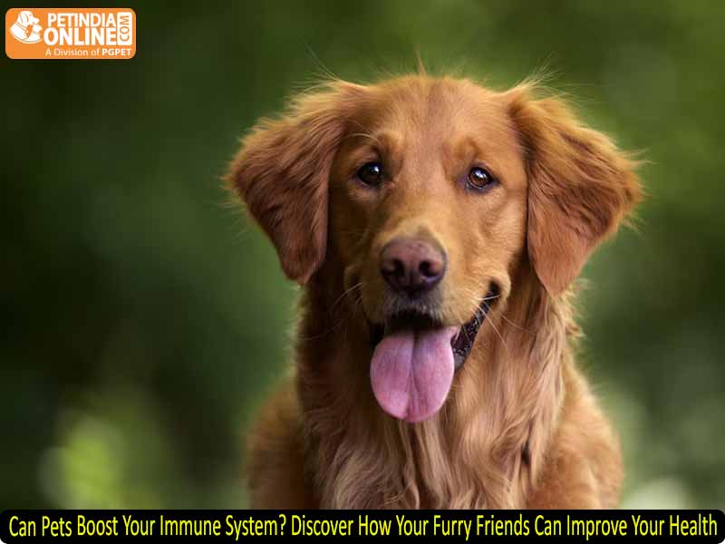 Can Pets Boost Your Immune System? Discover How Your Furry Friends Can Improve Your Health