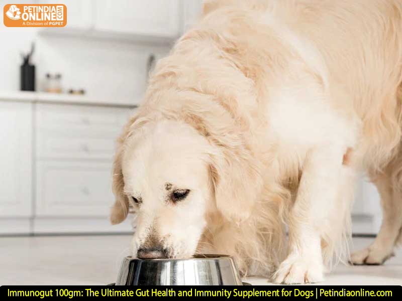 Immunogut 100gm: The Ultimate Gut Health and Immunity Supplement for Dogs | Petindiaonline.com