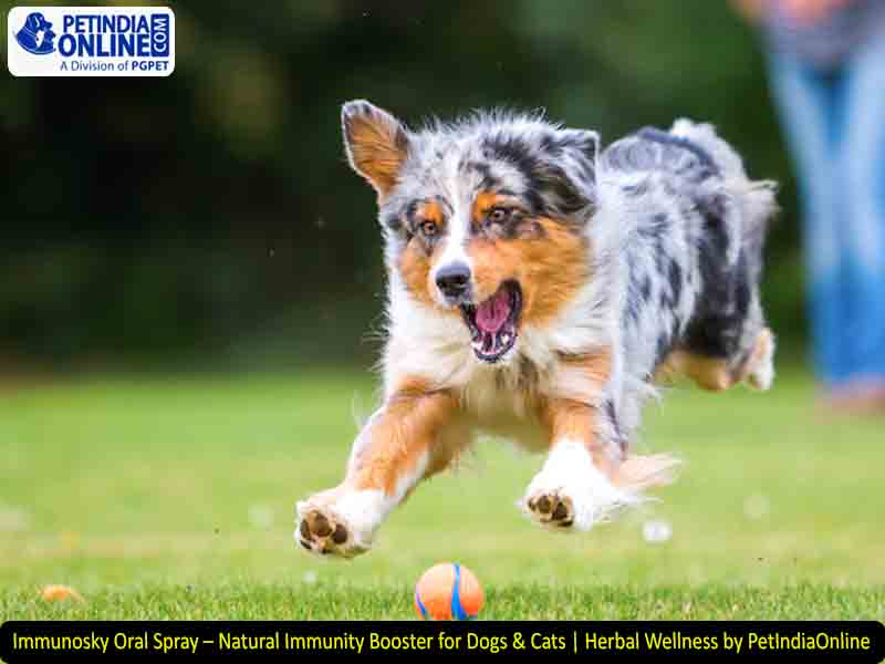 Immunosky Oral Spray – Natural Immunity Booster for Dogs & Cats | Herbal Wellness by PetIndiaOnline