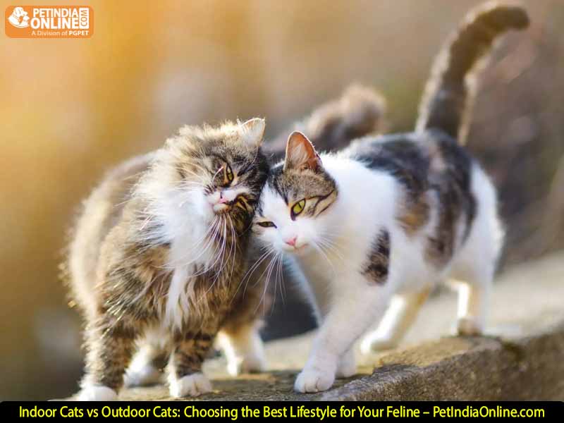 Indoor Cats vs Outdoor Cats: Choosing the Best Lifestyle for Your Feline – PetIndiaOnline.com