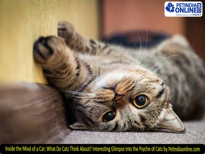 Inside the Mind of a Cat: What Do Cats Think About? Interesting Glimpse into the Psyche of Cats by Petindiaonline.com