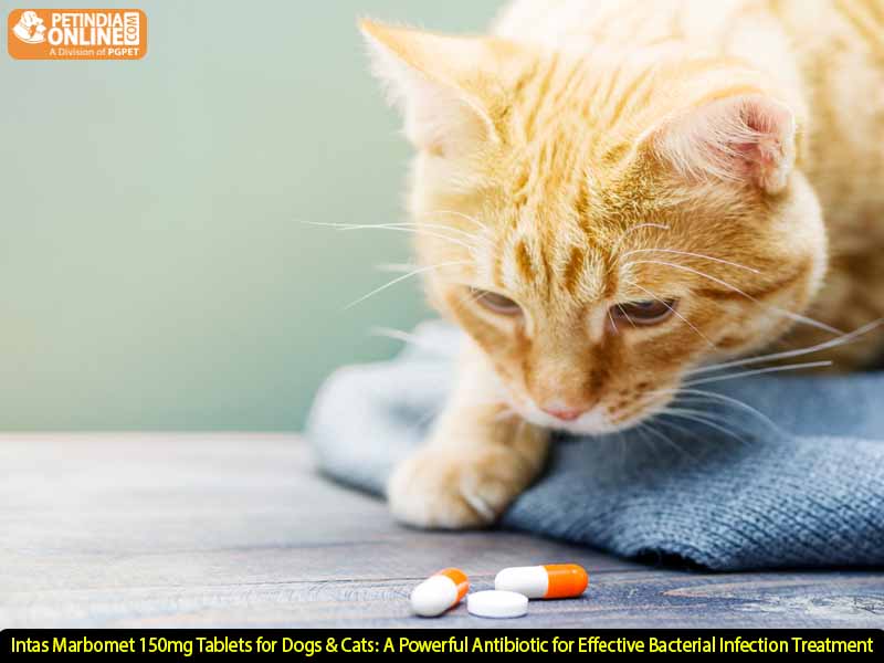 Intas Marbomet 150mg Tablets for Dogs & Cats: A Powerful Antibiotic for Effective Bacterial Infection Treatment