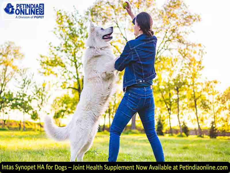Intas Synopet HA for Dogs – Joint Health Supplement Now Available at Petindiaonline.com