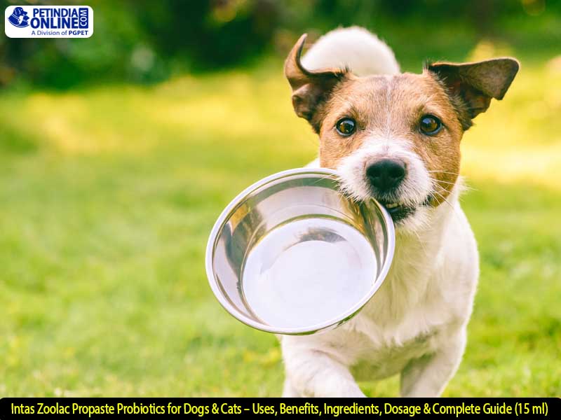 Intas Zoolac Propaste Probiotics for Dogs & Cats – Uses, Benefits, Ingredients, Dosage & Complete Guide (15 ml)