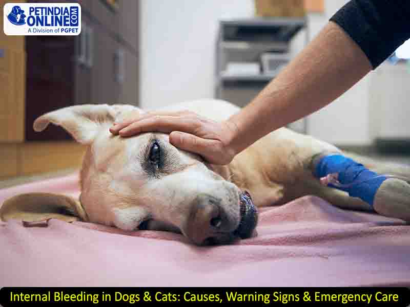 Internal Bleeding in Dogs & Cats: Causes, Warning Signs & Emergency Care