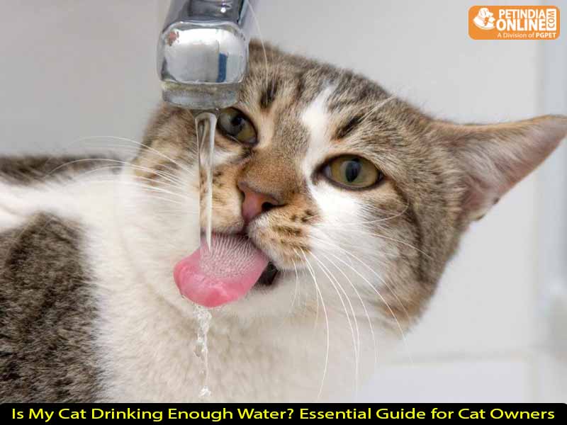Is My Cat Drinking Enough Water? Essential Guide for Cat Owners