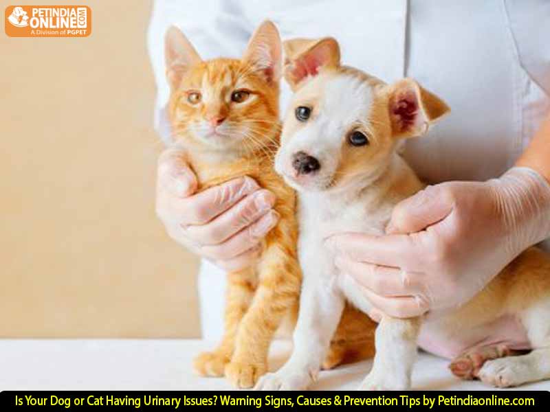 Is Your Dog or Cat Having Urinary Issues? Warning Signs, Causes & Prevention Tips by Petindiaonline.com