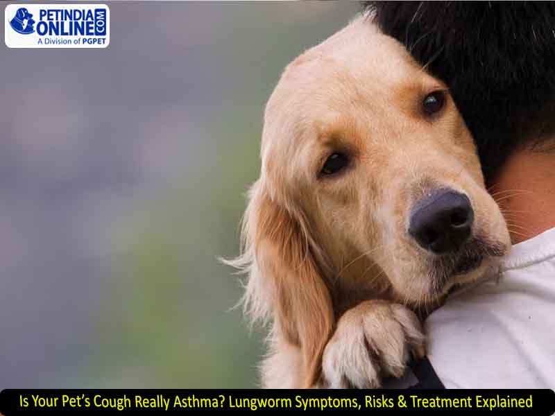 Is Your Pet’s Cough Really Asthma? Lungworm Symptoms, Risks & Treatment Explained