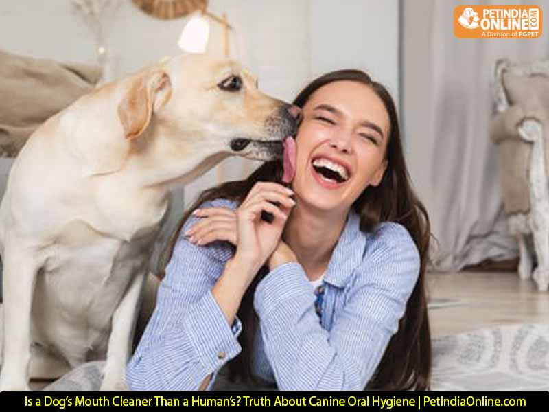 Is a Dog’s Mouth Cleaner Than a Human’s? Truth About Canine Oral Hygiene | PetIndiaOnline.com