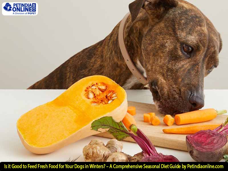 Is it Good to Feed Fresh Food for Your Dogs in Winters? – A Comprehensive Seasonal Diet Guide by Petindiaonline.com