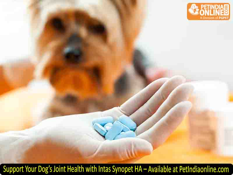 Support Your Dog’s Joint Health with Intas Synopet HA – Available at PetIndiaonline.com