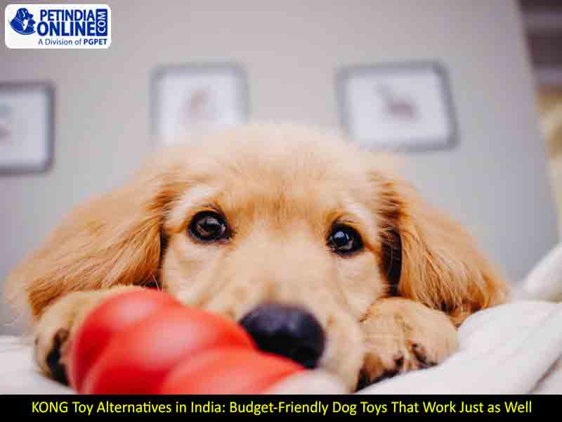 KONG Toy Alternatives in India: Budget-Friendly Dog Toys That Work Just as Well