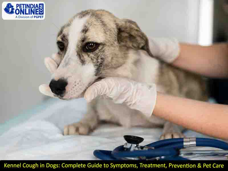 Kennel Cough in Dogs: Complete Guide to Symptoms, Treatment, Prevention & Pet Care