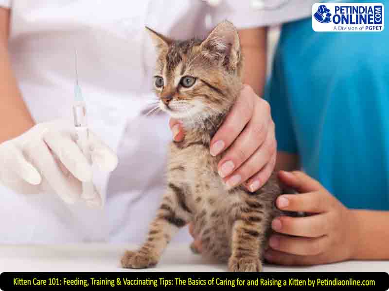 Kitten Care 101: Feeding, Training & Vaccinating Tips: The Basics of Caring for and Raising a Kitten by Petindiaonline.com