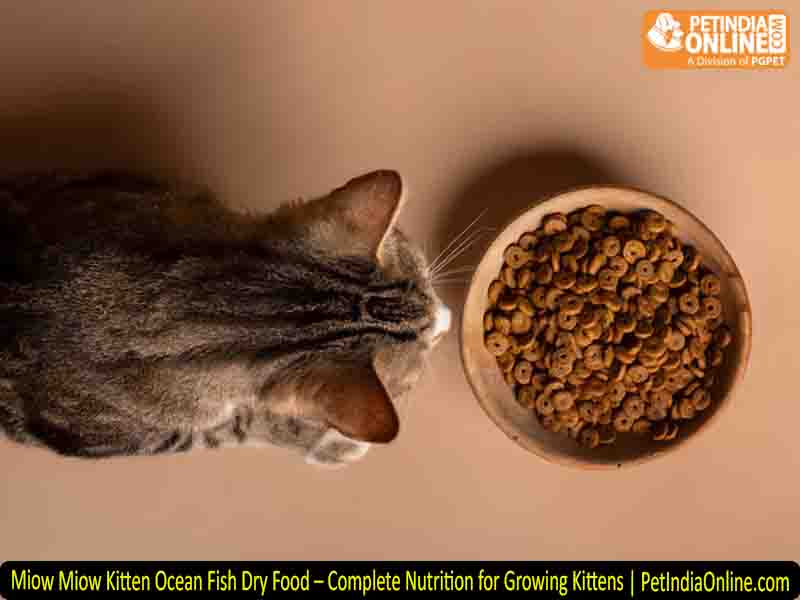 Miow Miow Kitten Ocean Fish Dry Food – Complete Nutrition for Growing Kittens | PetIndiaOnline.com