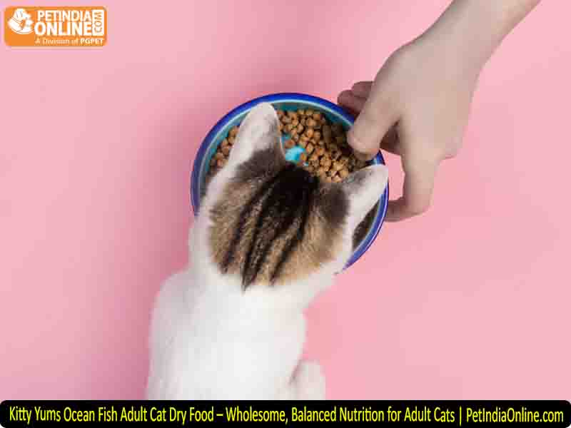 Kitty Yums Ocean Fish Adult Cat Dry Food – Wholesome, Balanced Nutrition for Adult Cats | PetIndiaOnline.com