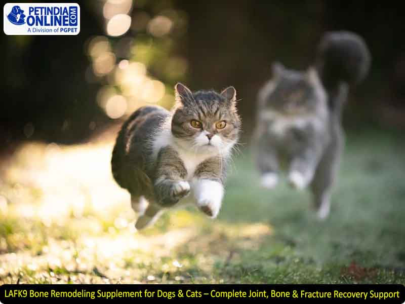 LAFK9 Bone Remodeling Supplement for Dogs & Cats – Complete Joint, Bone & Fracture Recovery Support