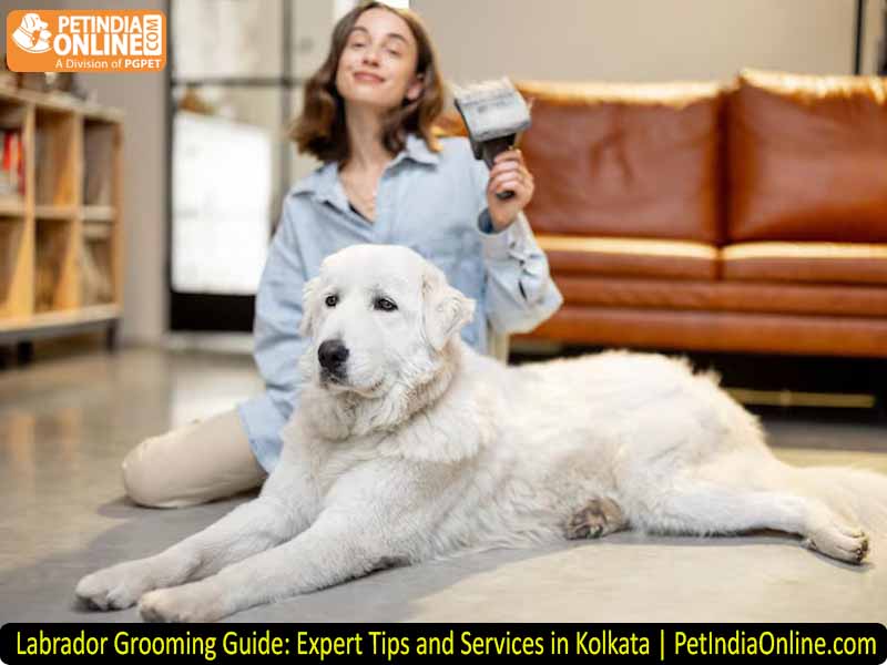 Labrador Grooming Guide: Expert Tips and Services in Kolkata | PetIndiaOnline.com
