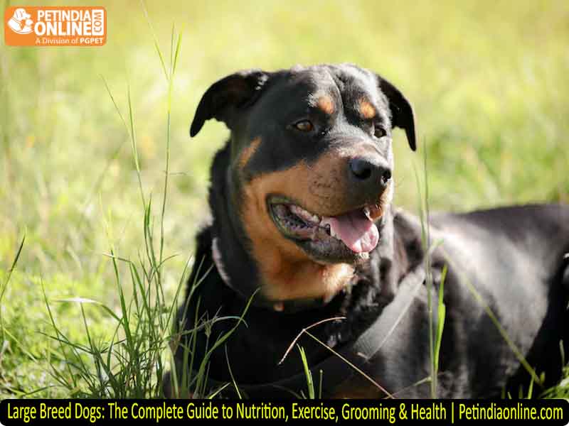 Large Breed Dogs: The Complete Guide to Nutrition, Exercise, Grooming & Health | Petindiaonline.com