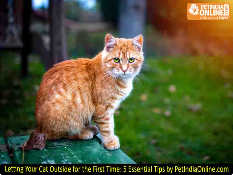 Letting Your Cat Outside for the First Time: 5 Essential Tips by PetIndiaOnline.com